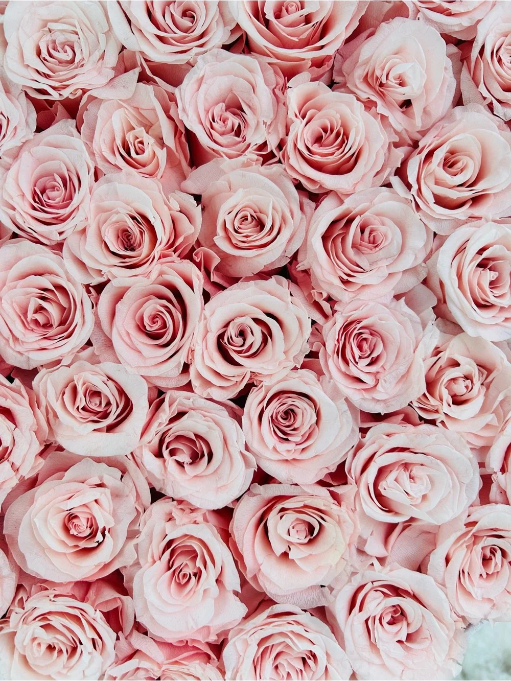 Perfection Pink Rose Hat Box Arrangement - 50 Roses